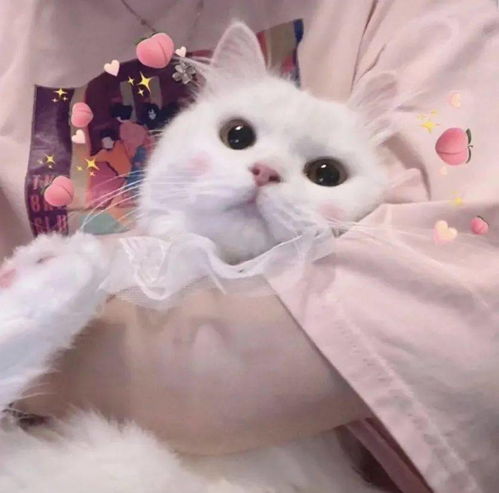 微信头像女士专用猫咪好