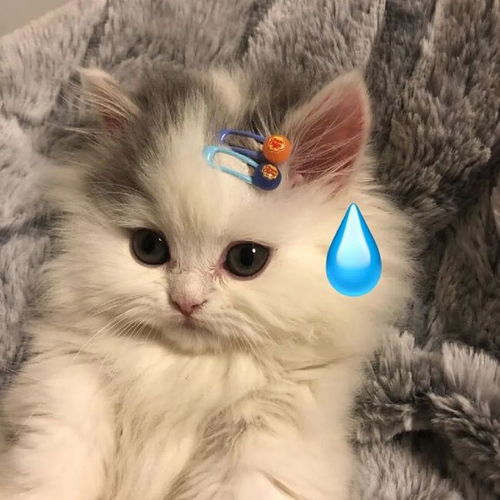  滴汗猫猫头