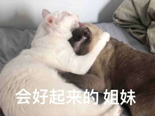  爆笑沙雕可爱文案,这么可爱搞笑的,手机没电也要看系列