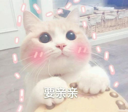  喵咪为什么喜欢送些奇奇怪怪的礼物给铲屎官