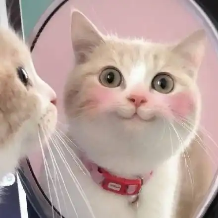  微笑猫咪bobi表情包