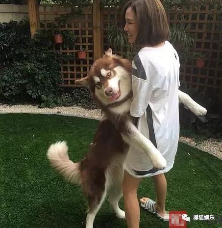  娱乐日报奥运冠军插足闺蜜婚姻疑反转张雨绮国外约会王思聪买羊驼送女孩