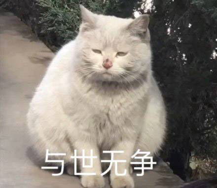  可爱小猫咪表情包奇怪的知识点又增加了