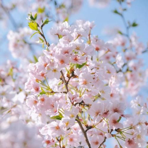  樱花季