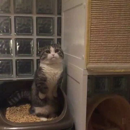  网红猫咪搞笑合辑