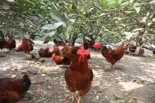  都说养鸡不赚钱,观念不转变怎么赚钱