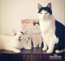  网红猫天生忧郁脸又丧又忧郁,小表情十分委屈宠物