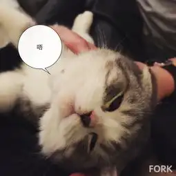  猫可以萌到什么程度
