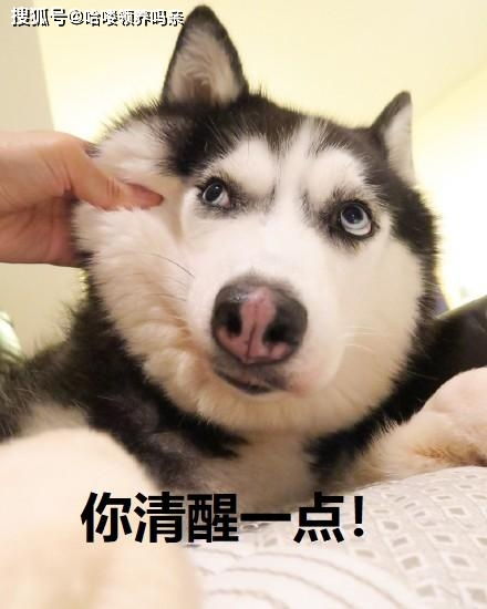  哈士奇可萌可傻可帅气,传说中零下几十度解锁智商的拆迁队队长