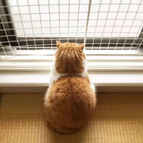  背影杀手小橘猫这只橘肥圆的身影实在太迷人
