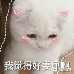  超多猫咪可爱表情包吸猫患者福音来斗图啊,信不信我萌死你