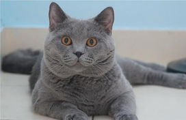  你们表再发猫猫狗狗的帖子来我家money在60页