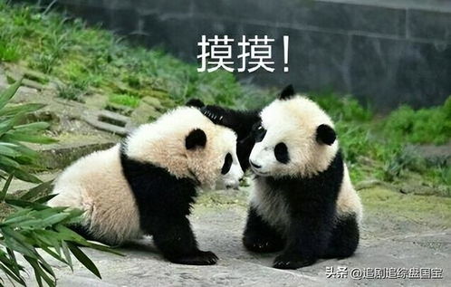 怂表情包熊猫超大