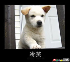  猫猫狗狗的喜怒哀乐