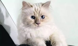  这只注定要继承巨额遗产的猫,倒不一定比你们的猫活得更幸福