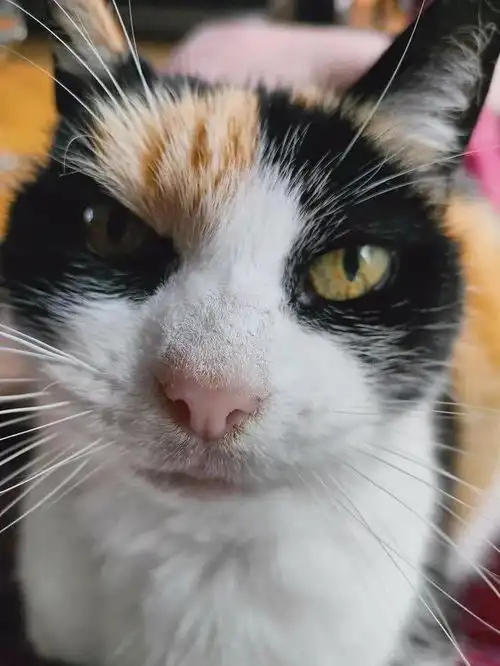  三花猫的治愈暴击全球高萌表情包珍藏集