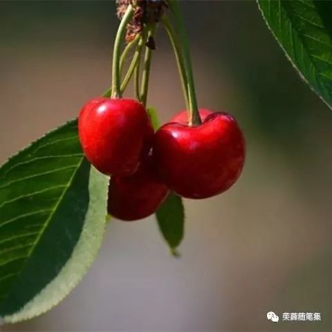  我看教育的良知所在
