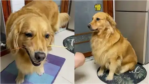  这代价还挺大帮狗狗撸串不料竹签插嘴里,扯出瞬间狗子表情亮了