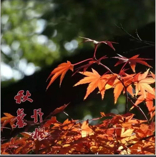  寒露晚秋,相约枫叶飘飞时