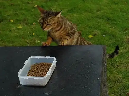  给猫弄了一盒猫粮吃,可这货闻了闻露出超嫌弃的表情