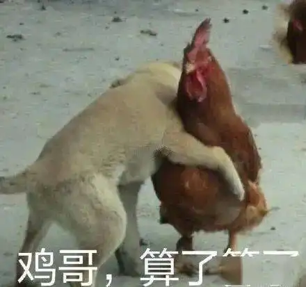  大家在过节或走亲访友,养鸡人却在