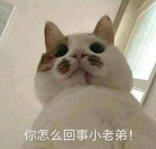  学生党斗图必备,最新沙雕表情包我枯了,你呢