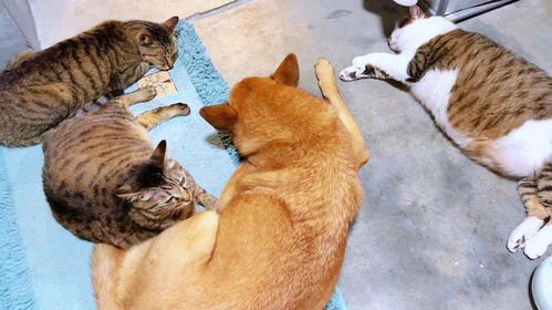  小巴哥哥才是这个家里的团宠啊猫狗双全猫和狗怎样和睦相处