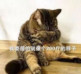  最易长胖猫咪排行榜,排在第一的竟不是橘猫...