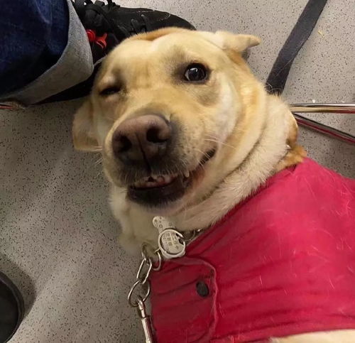  像话吗地铁上男子多次骚扰导盲犬,路人制止被骂了一路