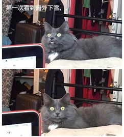  狗子和猫咪的各种第一次....这表情太到位了