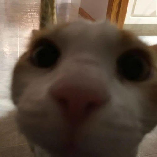  猫猫狗狗表情包