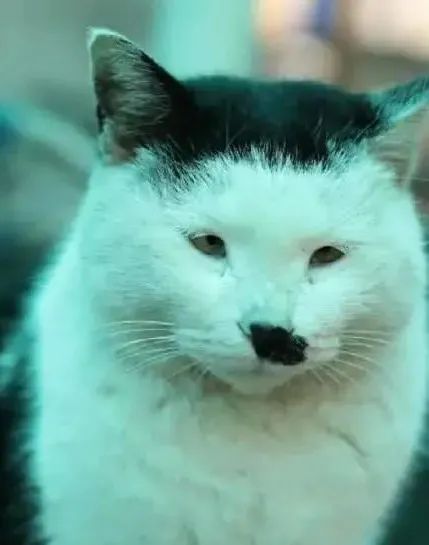  奇奇怪怪的奶牛猫,原来花纹和性格有关