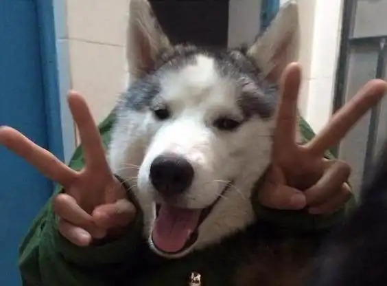  有这么一只哈士奇智商是硬伤真的是靠颜值活下来的