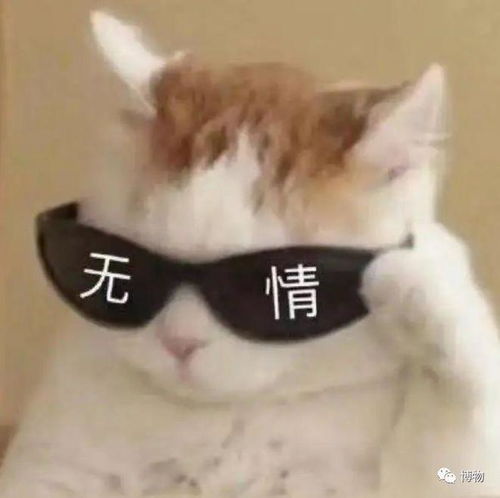  去薰衣草庄园看花你看的可能是冒牌货