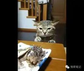  猫咪想偷吃桌子上的美味被主人教训后的表情绝了