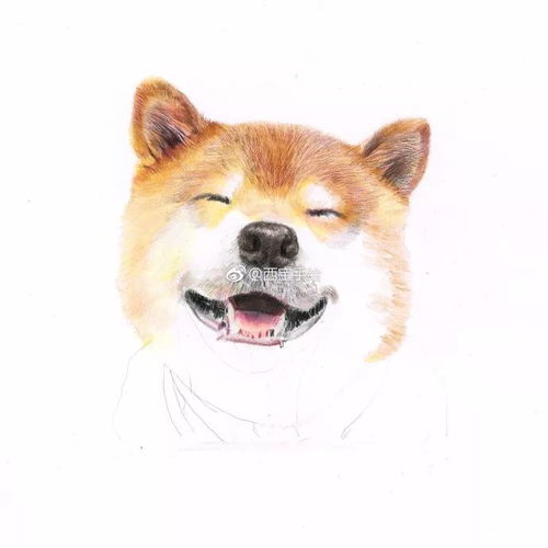  彩铅步骤临摹画一只表情包狗狗