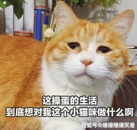  爆笑段子刚才在办公室,刚来的小姑娘跑过来拿着手机对我狂拍苏有朋