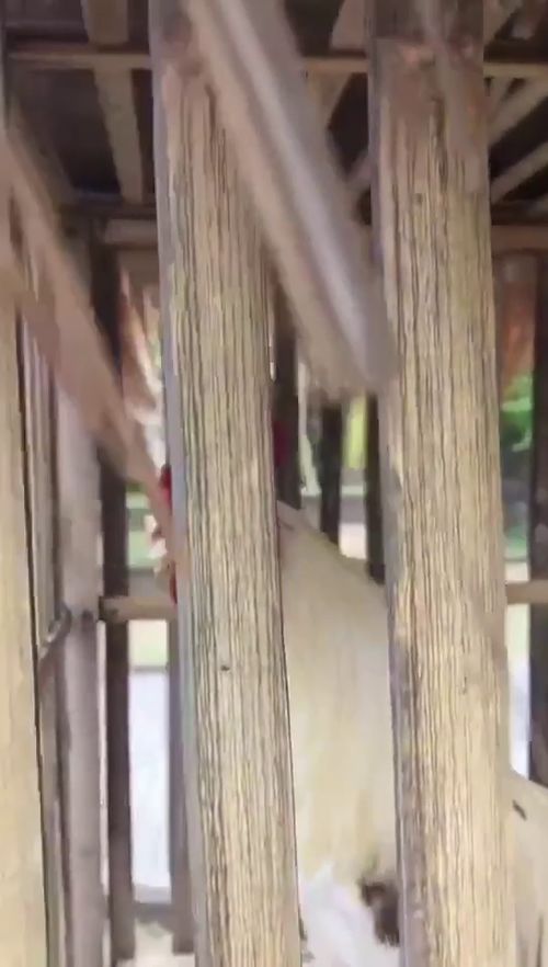  这只公鸡的颤音太好听了,绝对的独一无二,真有王者风范
