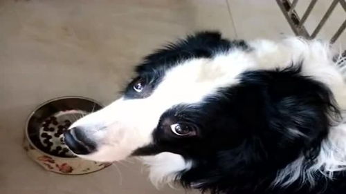  为了省点狗粮,主人克扣狗狗的口粮,看到表情差点笑出声