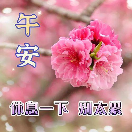  中午好图片大全,中午好表情,中午好祝福,愿你今天心情美好