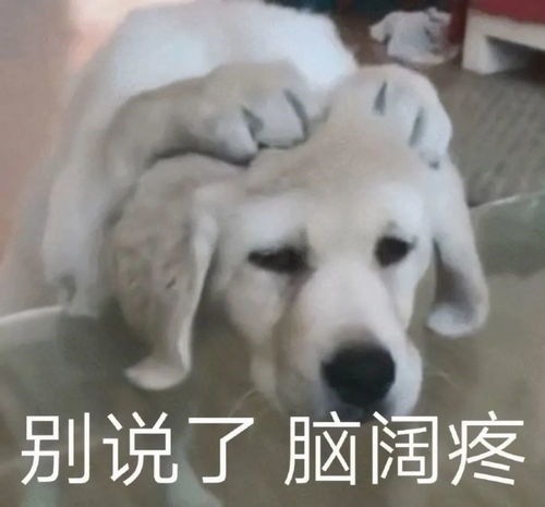  沙雕表情包不想面对脑壳痛