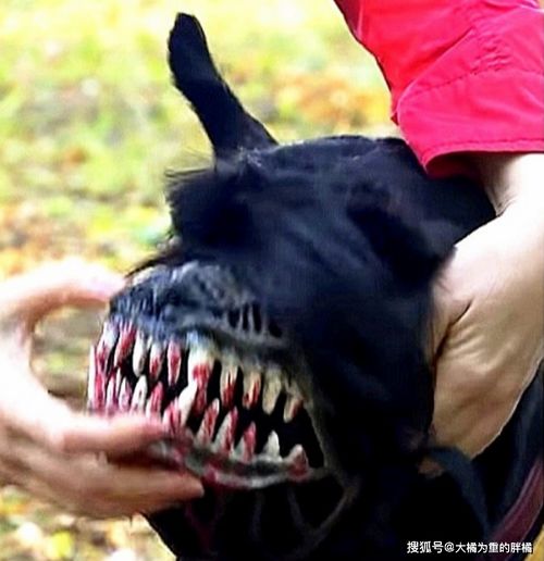  女子给狗狗戴口罩,却令狗狗被人误认为是恶犬,好意反被误会