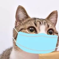  猫咪口罩头像猫咪戴口罩可爱头像