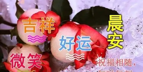  最美的早上好问候语图片表情送您,早晨好祝福语图文大全