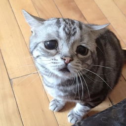  十大网红猫排名,红小胖只能排第三