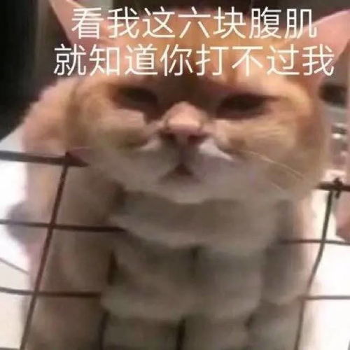  可爱表情包图片快看我,六块腹肌耶