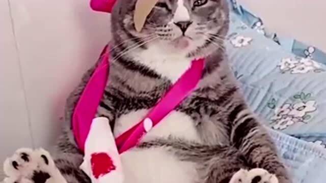  虽然很心疼猫咪,但看到它一脸委屈的表情,原谅我笑翻了