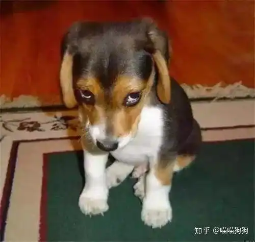  狗狗背叛主人有什么表现