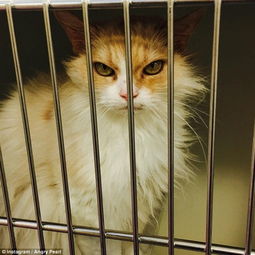  猫咪的泪痕怎么去除猫咪有红泪痕如何治疗
