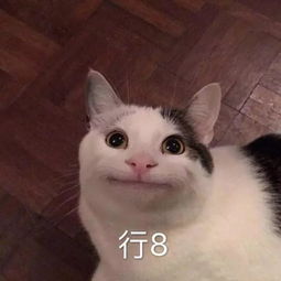  搞笑猫咪表情包39张
